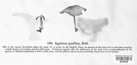 Image of Agaricus micromegethus